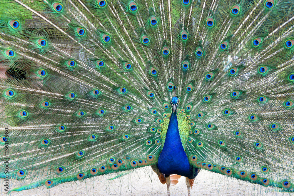 Obraz premium Beautiful peacock in the garden