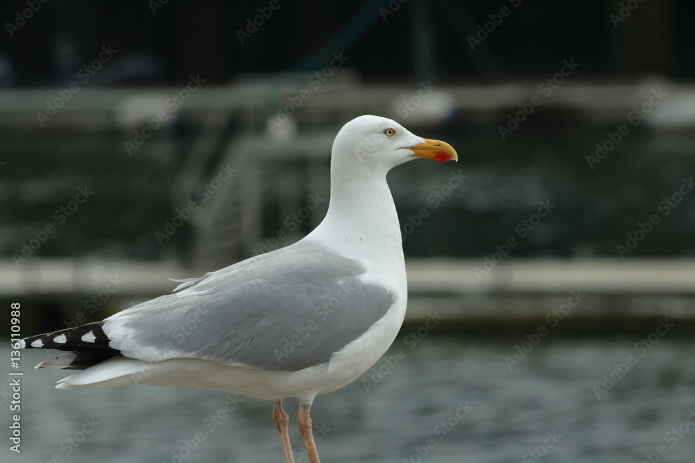 Obraz premium Goéland argenté