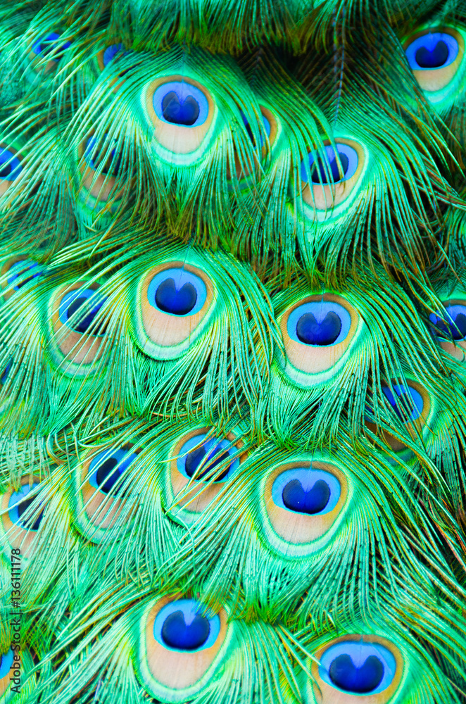 Obraz premium Detail of peacock feathers on bird.