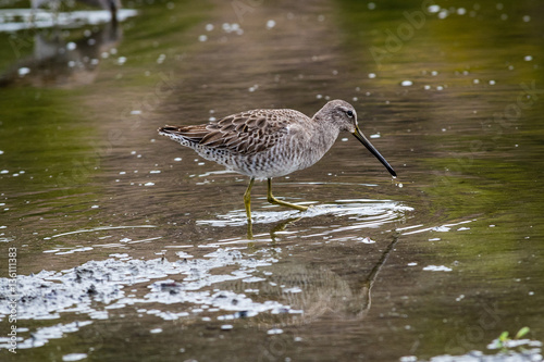 Long-billed dowitcher and it's reflection in the water.