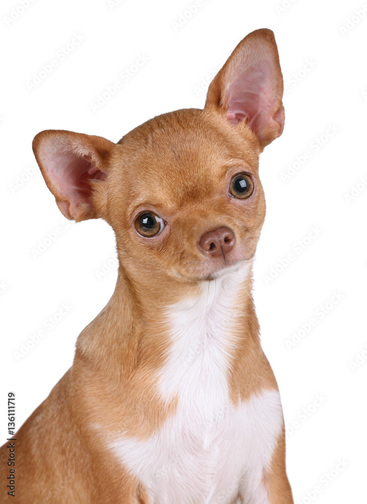 Beautiful red chihuahua dog on white background