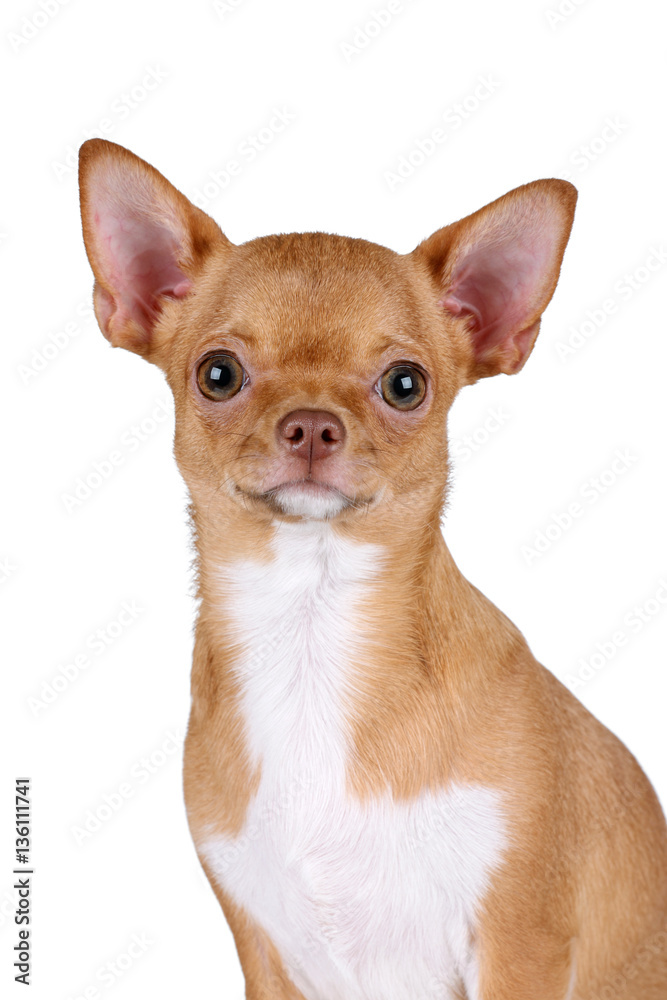 Beautiful red chihuahua dog on white background