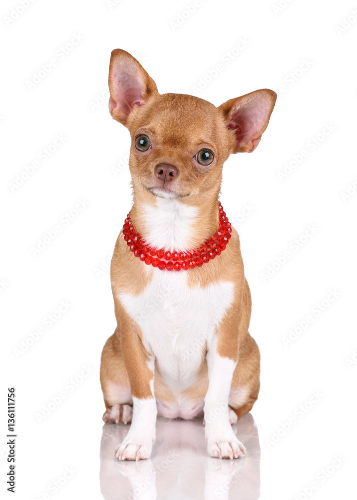 Beautiful red chihuahua dog on white background Beautiful red chihuahua dog on white background