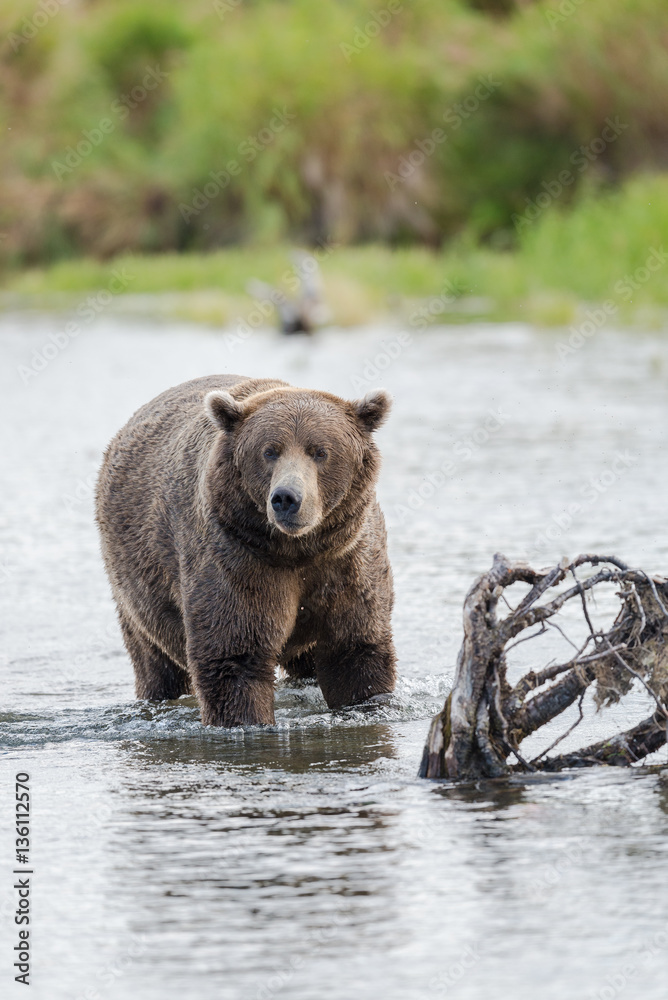 Brown Bear in Brooks River Alaska. Brown Bear in Brooks River Alaska.