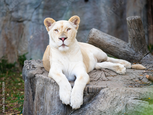 white lion lives in a natural park