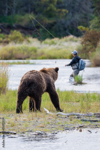 Brown Bear with fly fisherman