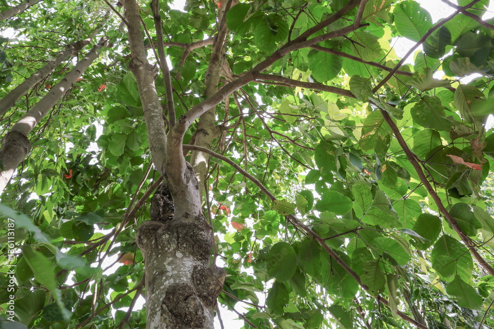 Fototapeta premium branch and leaf of tree beautiful in the forest 