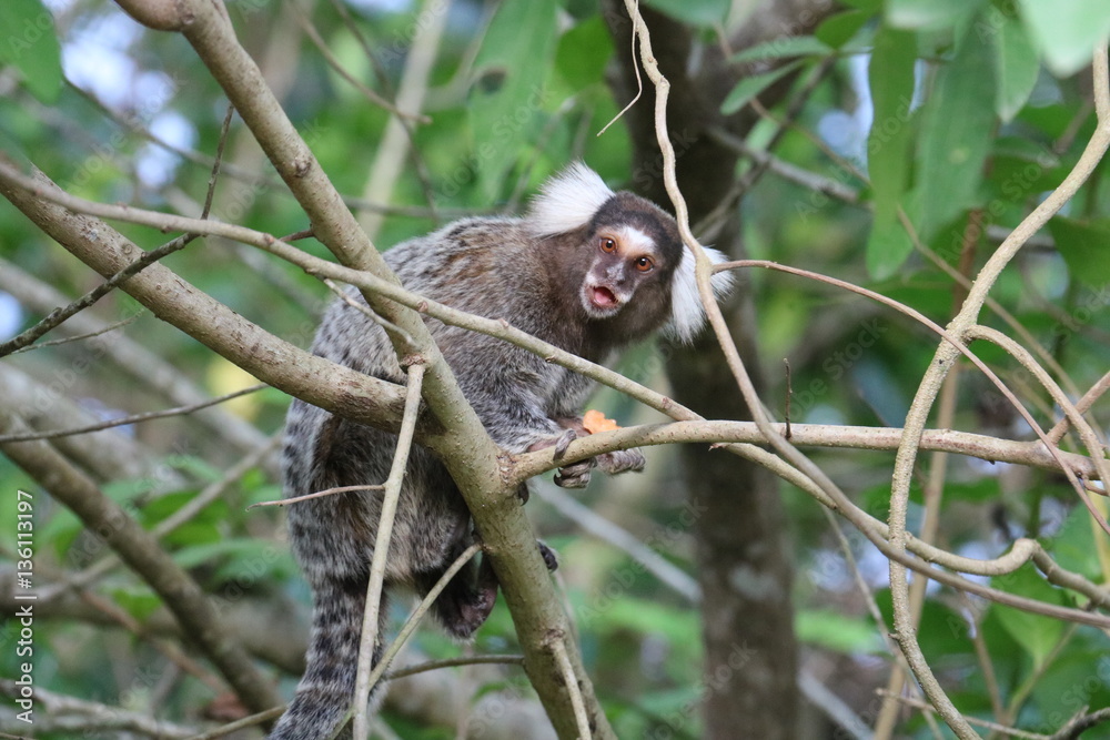 Naklejka premium macaco
