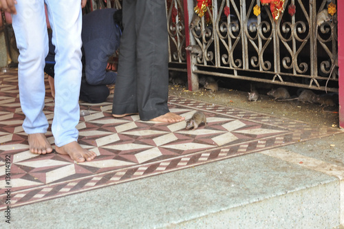 India tempio dei topi Karni Mata Temple Rajasthan