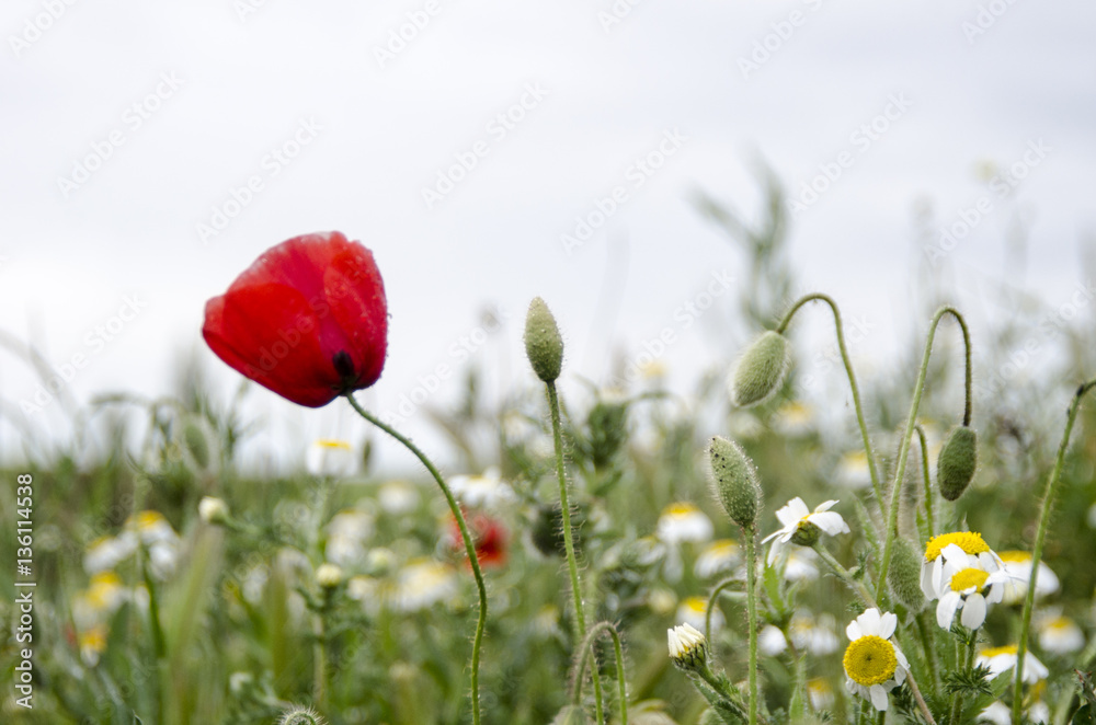 Obraz premium AMAPOLA 