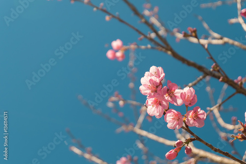 beautiful Pink white Cherry blossom flowers tree branch in garden with blue sky, Wild Himalayan Cherry, Sakura. natural winter spring background. retro vintage hipster color.