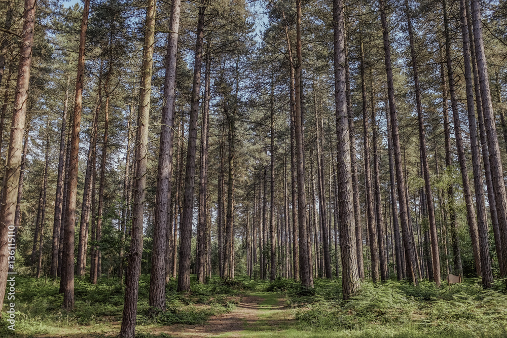 forest forest