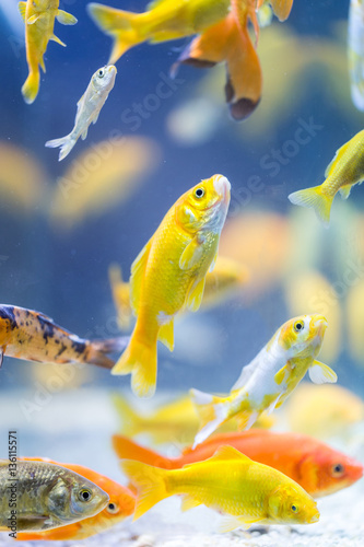 colorful decorative fishes © sytnik