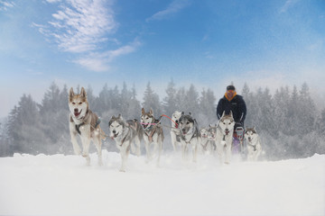Fotobehang Wintersport Sledehondenrace door winters berglandschap  © murmakova