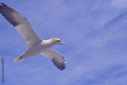 white bird on a bleu sky