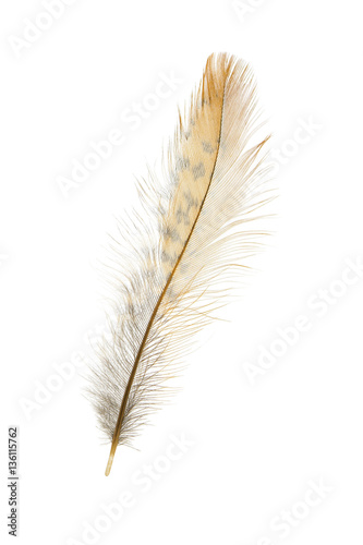 feather isolated on a white