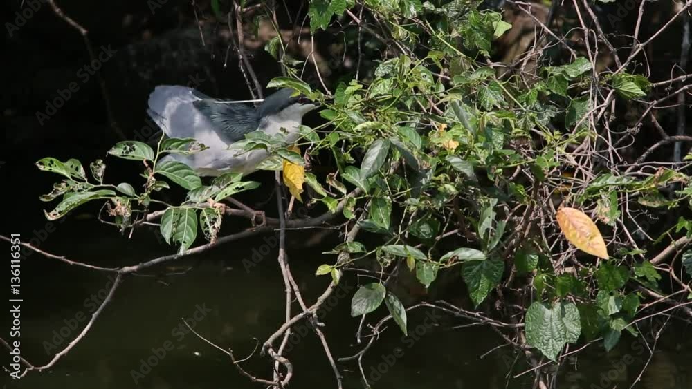 A adult bird Nycticorax Nycticorax, black-crowned night heron, prepare the nest and search diferente branches in the water of the lake at the Daan Forest Park in Taipei, capital of Taiwan-Dan