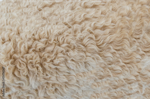 Dog fur abstract pattern
