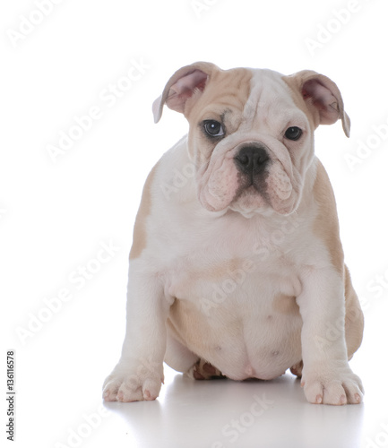 cute bulldog puppy © Willee Cole