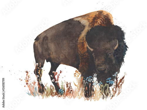 Bison buffalo bull wild animal watercolor painting illustration isolated on white background