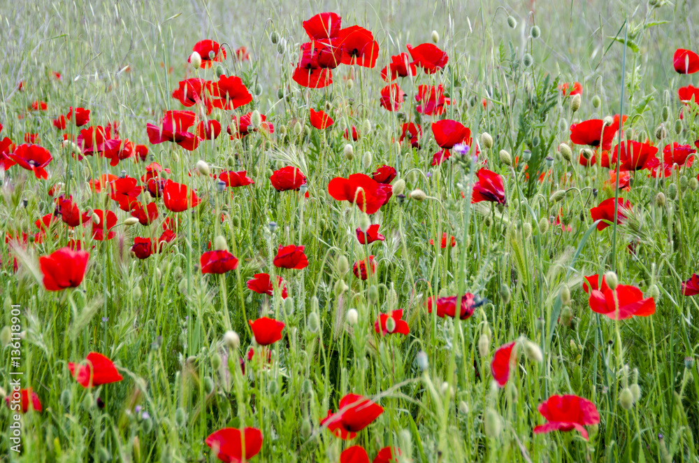 Obraz premium PRIMAVERA CAMPOS DE FLORES SENDERISMO VIAJES EN CASTILLA