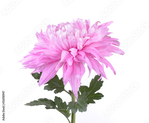 chrysanthemums on white background