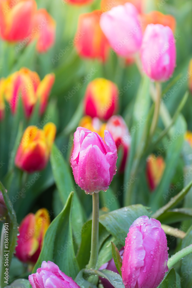 Fototapeta premium Tulip. Beautiful bouquet of tulips. colorful tulips.