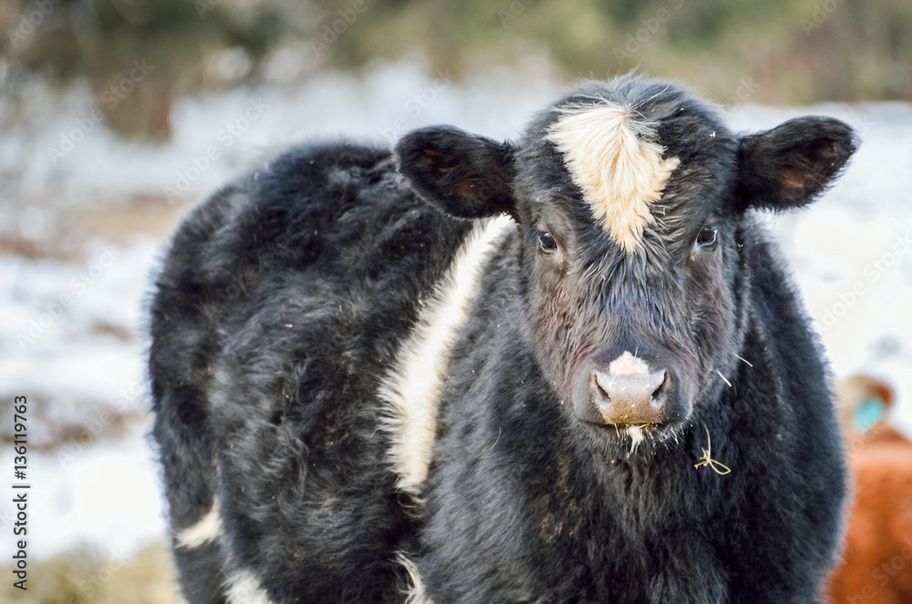 Closeup of black and white jersey cow eating during a snowy winter Closeup of black and white jersey cow eating during a snowy winter