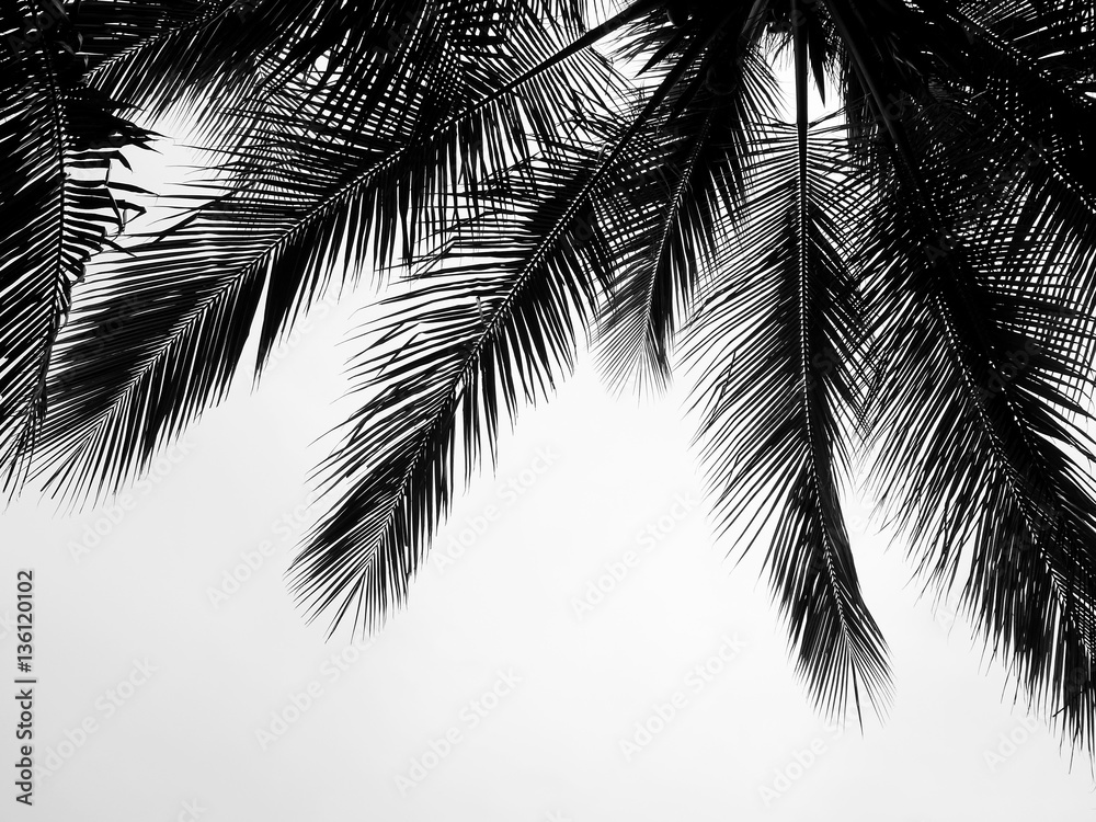 Obraz na plátně beautiful palms leaf on white background