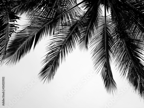 Fotografie beautiful palms leaf on white background