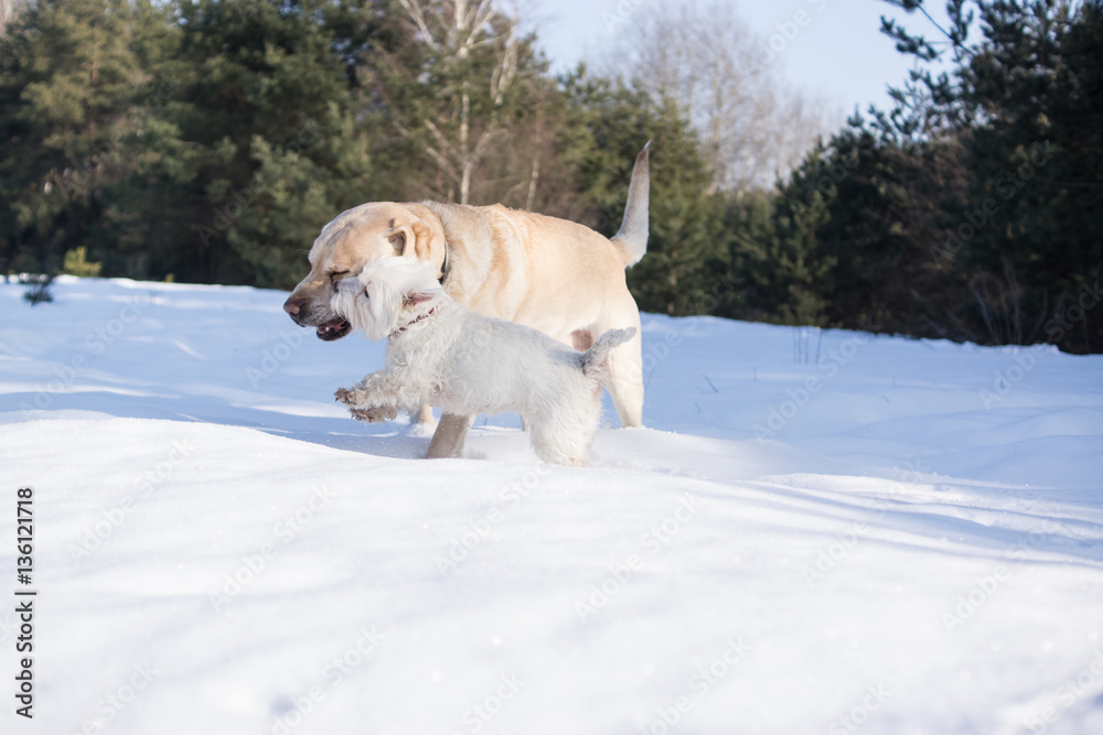 dwa psy bawiące się w śniegu