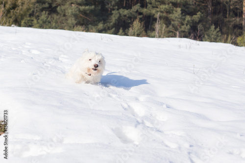 west terrier w śniegu © winiar