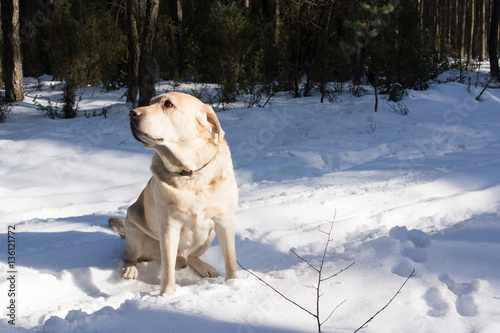 labrador podczas zimowego spaceru