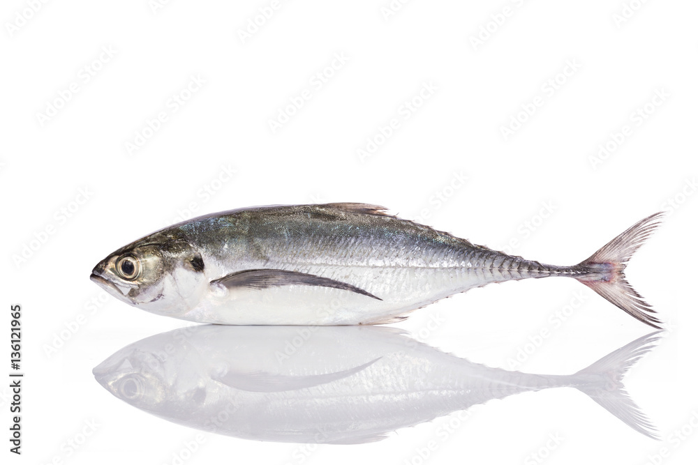 Fresh fish (torpedo scad). Studio shot isolated on white Fresh fish (torpedo scad). Studio shot isolated on white