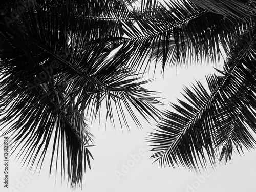 Fototapeta Naklejka Na Ścianę i Meble -  beautiful palms leaf on white background