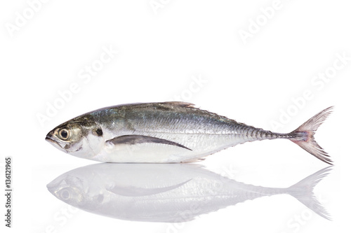 Fresh fish (torpedo scad). Studio shot isolated on white