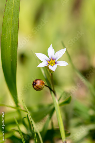 Arkansas Flowers