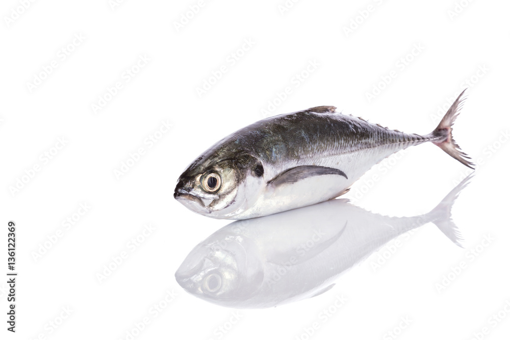 Fototapeta premium Fresh fish (torpedo scad). Studio shot isolated on white