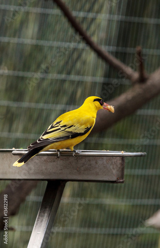 Φωτογραφία African golden oriole Oriolus auratus