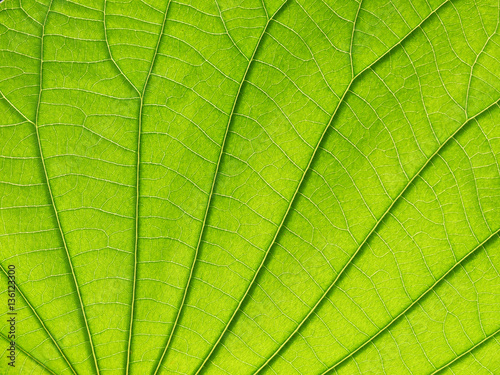 green leaf texture closeup