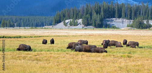 Bison Buffalo Herd in Pelican Creek grassland in Yellowstone National Park in Wyoming US
