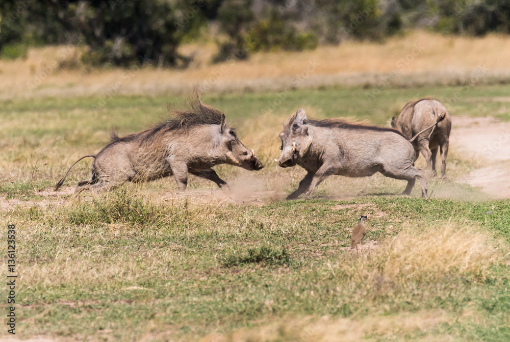 Fototapeta premium Wart Hogs