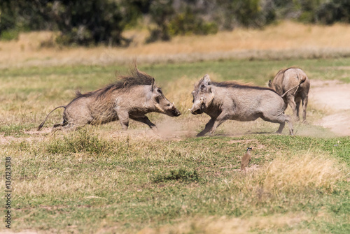 Wart Hogs