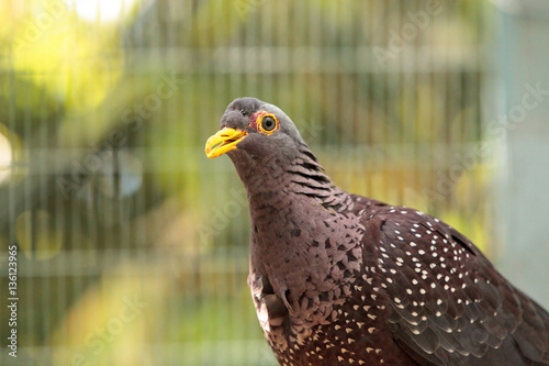 African olive pigeon Columba arquatrix photo