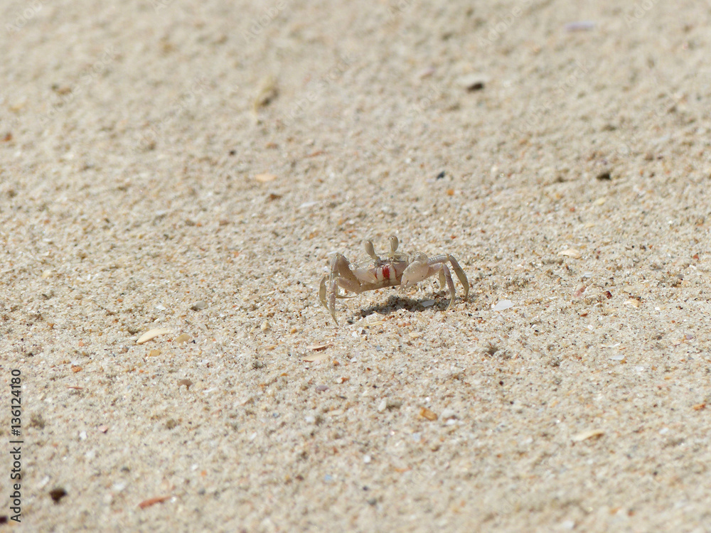 ghost crab on sand beach closeup