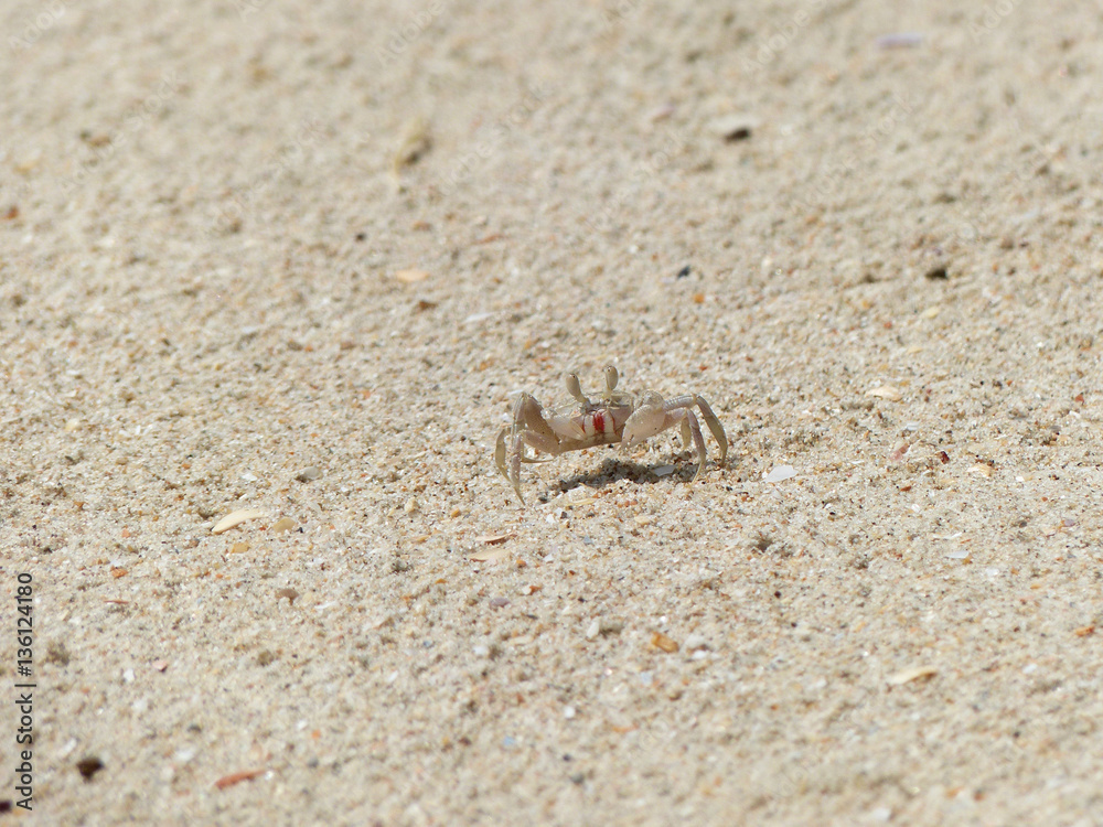 ghost crab on sand beach closeup ghost crab on sand beach closeup