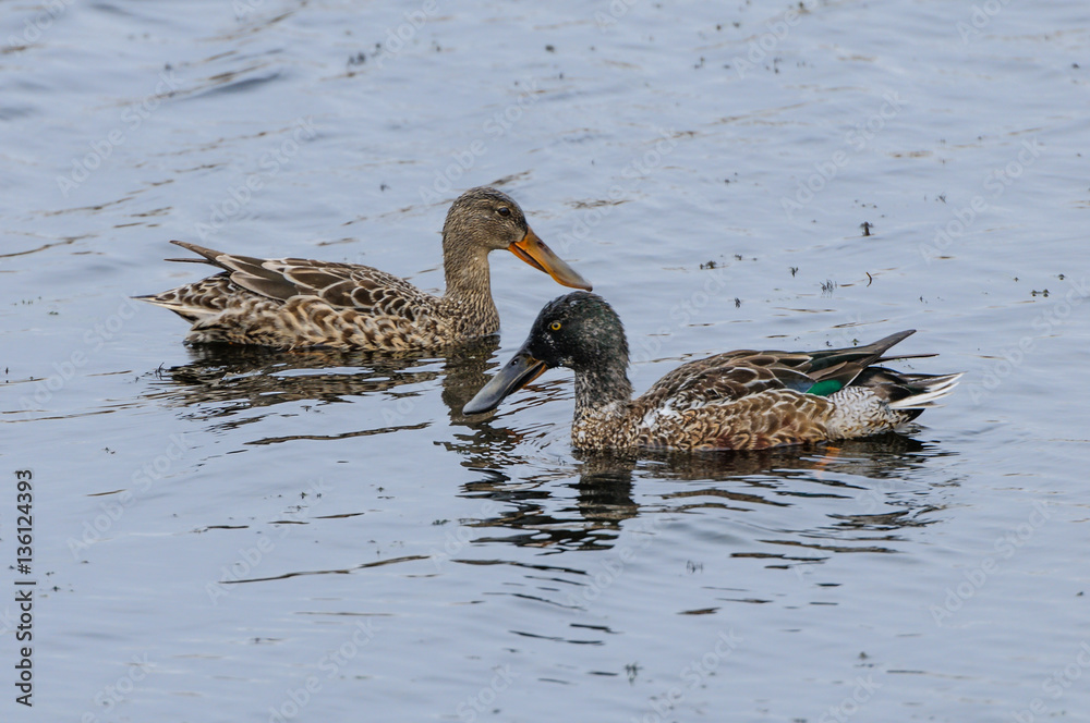 Northern Shoveler Pair