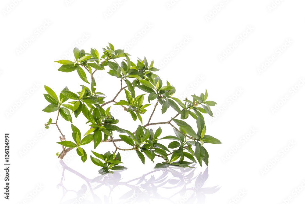 Macro tree branch and green leaves. Studio shot isolated on whit Macro tree branch and green leaves. Studio shot isolated on whit