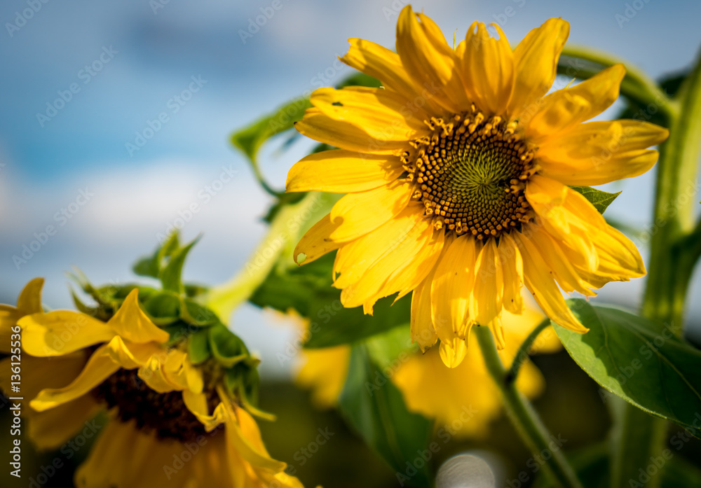 Naklejka premium Closeup image of Yellow sunflower