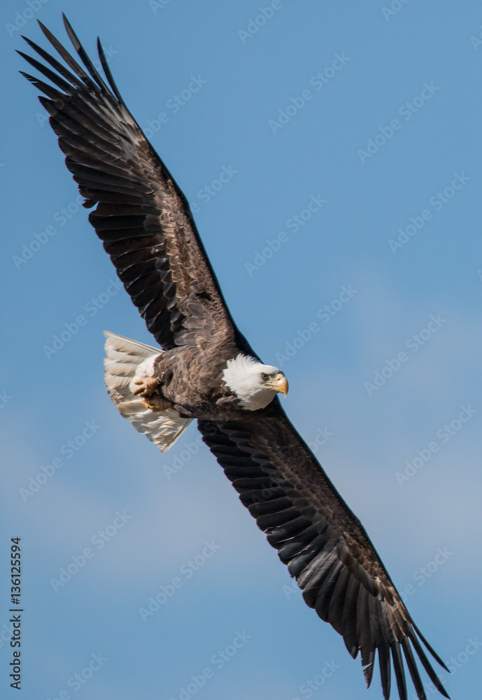 Obraz premium Bald Eagle in flight - Hight definition